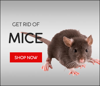 Provoke Rat & Mouse Attractant