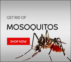 MOSQUITOES