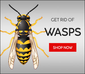 How to kill a wasp